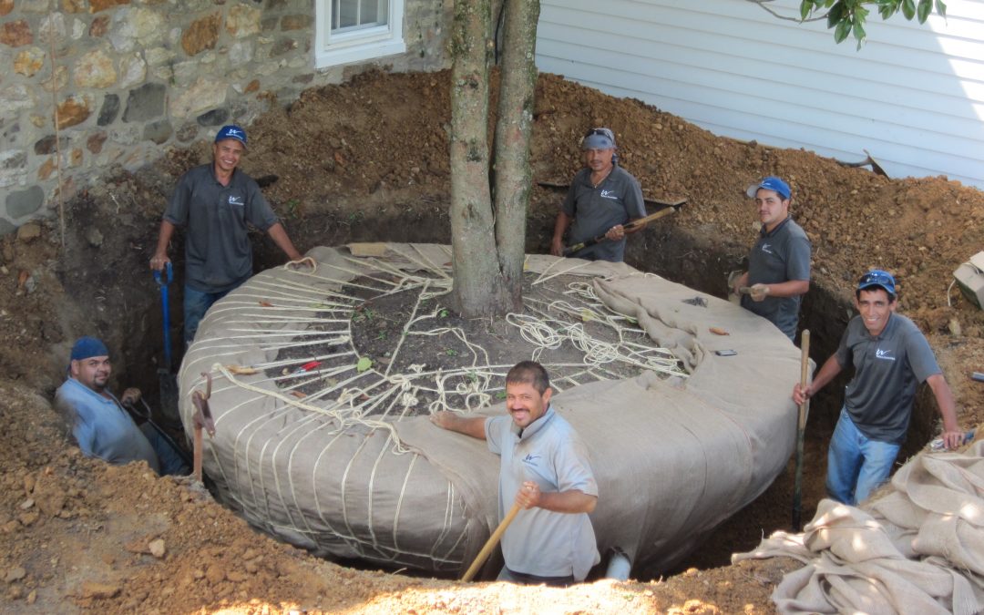 Large Tree Transplanting