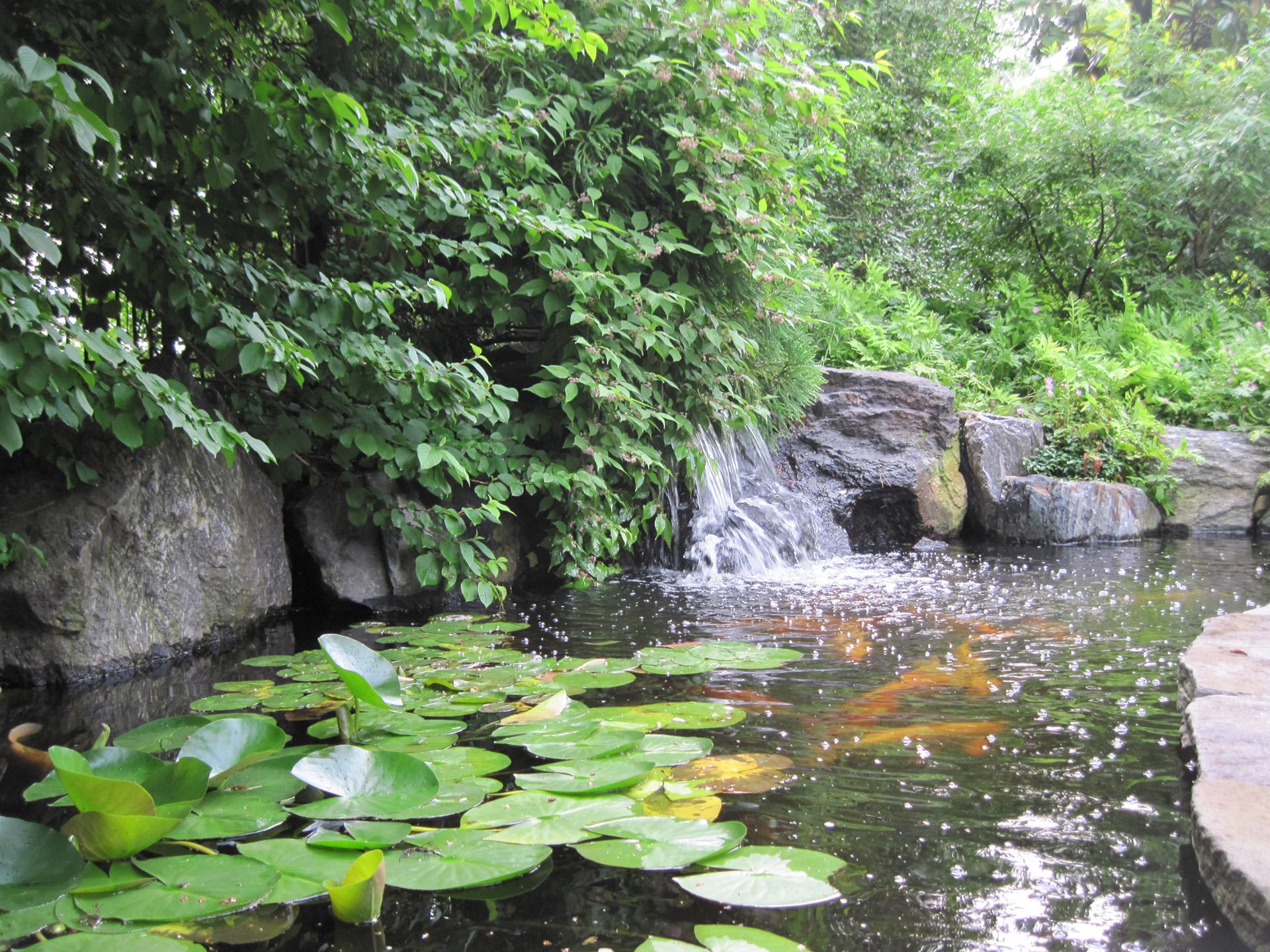 natural-koi-pond-lily-pond-installation-chester-county-pa